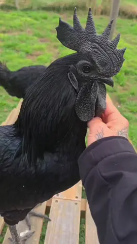 Most expensive Chicken/Rooster breeds⭐️👌 definitely getting an Ayam Cemani!! :) lol👏🤷‍♀️🤦‍♀️😍😉 ((one day)) #chickens #roosters #mostexpensive #chickenbreeds #amazingpetbirds 