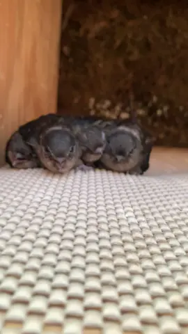 meepmeepmeepmeepmeepmeepmeepmeepmeepmeepmeepmeepmeepmeepmeepmeep or whatever the swifts are saying #chimneyswifts #birds #wildliferehab #iowabirdrehabilitation 