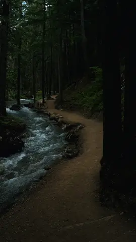 Glacier Forests 