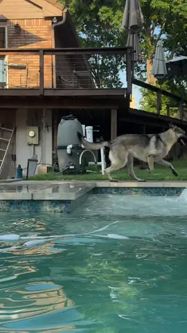 #summerfun #germanshepherd #chocolatelab #texas 