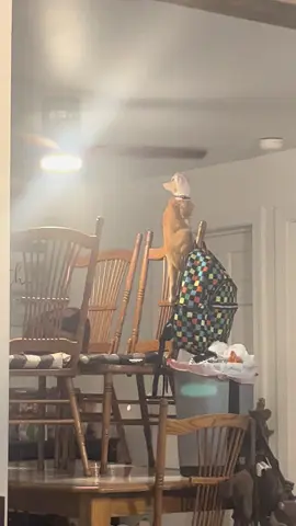 #catsontiktok #humor #noharm #fyp