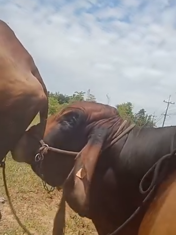 bull cow meeting 804 | #cowmeeting #foryou #pferdmeating #unfreezemyacount #bull bauernhofmeat 