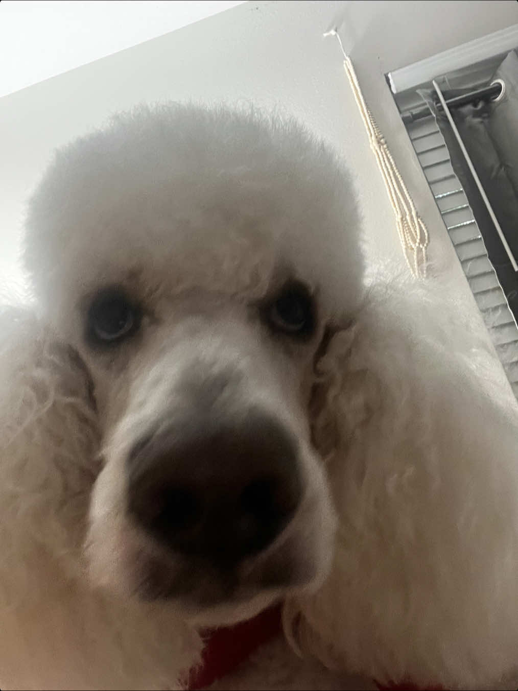 #CapCut #fyp #poodlesoftiktok 