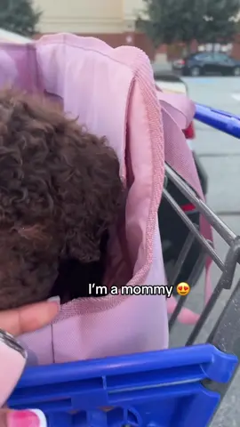 I fell in love with you 😢🥹 #poodlemom #fyp #dog 