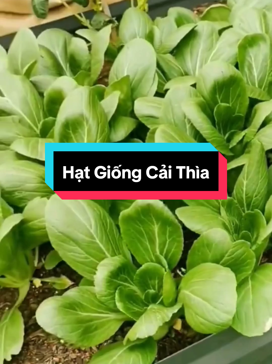 Hạt Giống Cải Thìa #hatgiong #hatgiongcaithia #caithia #trongrau #muataitiktokshop 