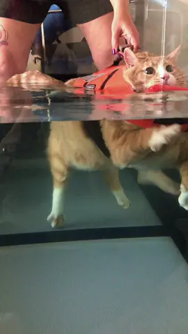 Cutest little beluga whale around! #fyp #orangecatsoftiktok #catsoftiktok #wateraerobics 
