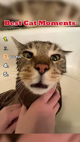 Top5 Cat moments! 😂 #fyp #top5 #cat #texas #kittycat 