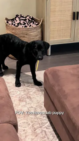 Constant thievery 😂 #blacklab #labradorretriever #dogsoftiktok #funny #puppytiktok 