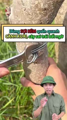 Làm cách này mà xoài sai quả bất ngờ ! ##nôngnghiệp##nôngnghiệpthôngminh##nôngdân##nôngthôn##xoài
