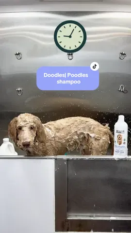 Probando el nuevo shampoo para Golden doodles con acondicionador, ayuda a soltar esos nudos que se estan formando, seguido de un buen cepillado los deja suavecitos ! 🛀🏻#doodles #groomingtips #tools #tiktokmademebuyit #contentcreator 