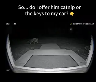So... do I offer him catnip or the keys to my car? #viralvideo #fyp #animals #trending #viral 
