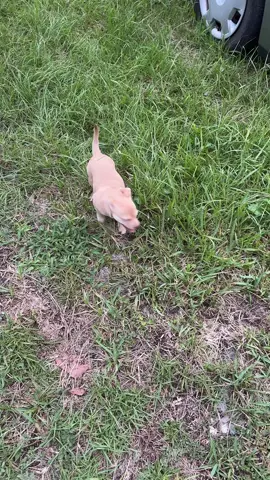 How I get Butterbeans energy out after work! #butterbeans #puppytiktok #chiweenie #playtime #chase 