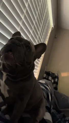 Axle says hands up #frenchiesoftiktok #truckerhatfrenchie #frenchies #handsup #ballislife 