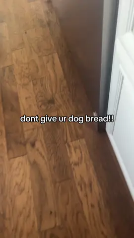 stinky #fyp #dog #bread #woah #fart 