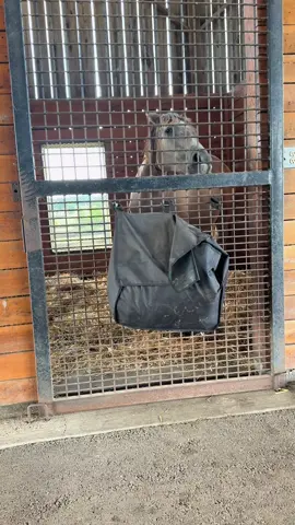 Mind you… SHE HAS A SALT BLOCK… #lethalcuriosity #thoroughbred #racehorses #horseracing #horse 