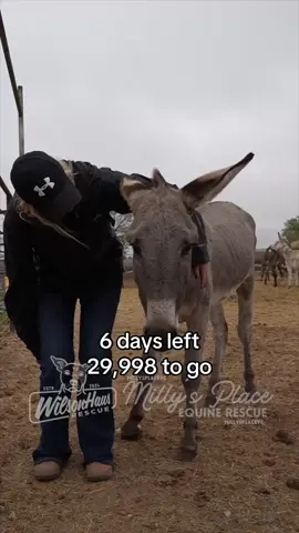 This year, rescues everywhere have been struggling like never before. 💔 Many of you know that before I started a dog rescue, my role in the rescue community was fundraising and helping bring in the resources needed to save lives. So it’s been a big shift to see how, as of 2025, funding has become so much harder to generate, not just for us, but across the board. We also recognize that so many people are struggling right now. We don’t take that lightly. But if you’re someone who has $5, $10, or $20 to give, I want you to know it really does go a long way. Right now, both of our rescues are feeling the squeeze: 🐾 WilsonHaus Rescue — saving dogs off euthanasia lists and local overcrowded shelters in Milwaukee 🐴 Milly’s Place — pulling horses from the pipeline and owner neglect/seizure cases That’s why we’re combining forces with one big, bold goal: raise $40,000 by August 31st and split it between our dog rescue and horse rescue. When you donate, you’re not just helping one mission,you’re helping rescues. $40,000 sounds huge, but here’s the truth: ✨ 4,000 people x $10 = $40,000. That’s it. That’s the math. And it’s possible when we all come together. Will you be one of the 4,000? 🫶 Every gift, no matter the size, brings us closer. Link in bio to donate OR attached reel fundraiser 🧡✨