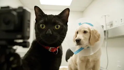 🏥😾#cat #blackcat #Vlog #vet #madcat 