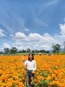 So beautiful🤪🧡#fyp #သၢဝ်တႆး #ဟိုပုံးပန်းခင်း #တောင်ကြီးတက္ကသိုလ် #foryoupage 