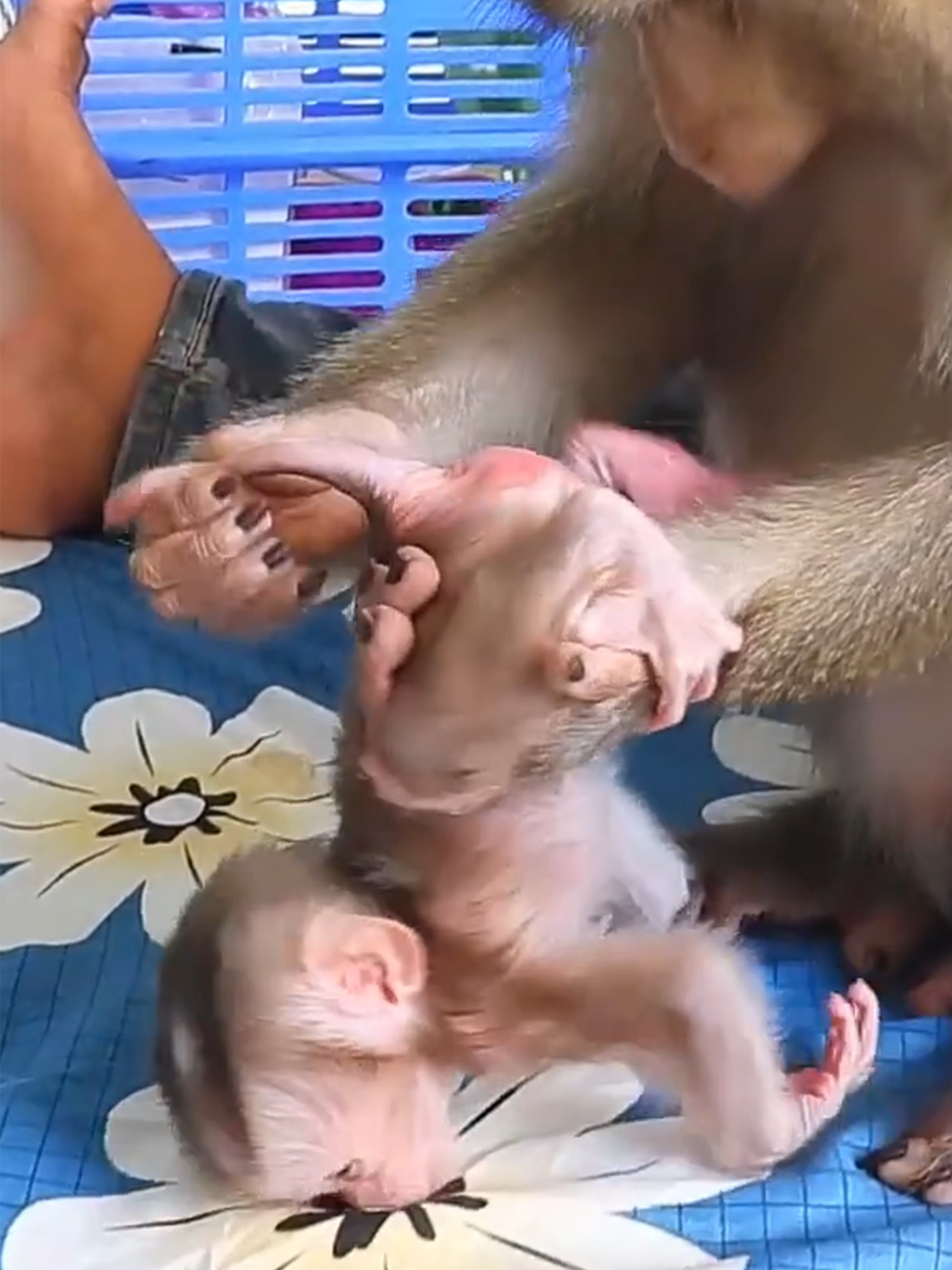 Madam Luna Drinking Milk Wait Newborn Baby Walk To Her#babymonkey #babymonkeys #babymonkey🐒❤️