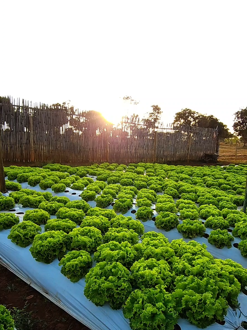 Fim de tarde na horta = perfeição.🥬💚 #agrotop #agricultura #Deus #horta #sitio 