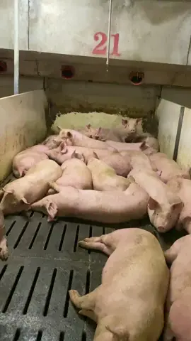 Bé 🐷 kute #ĐộngVật_CóLinhTính #ĐộngVật_VuiVẻ #nhactamtrang 