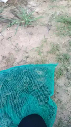 Video của một bạn nào đó ở đaklak 😂 hết cút #chimcut 