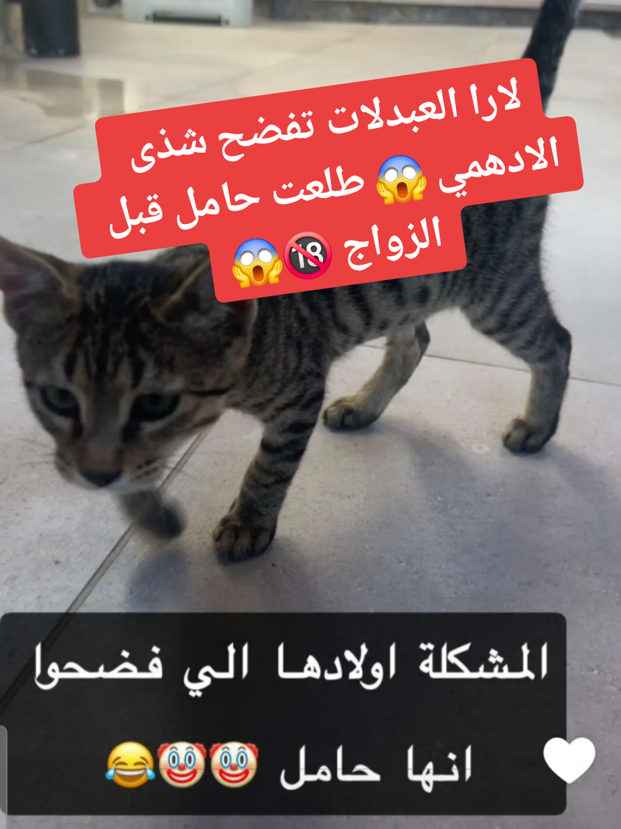 #viral #الشعب_الصيني_ماله_حل😂😂 #viraltiktok #viralvideos #fyp 