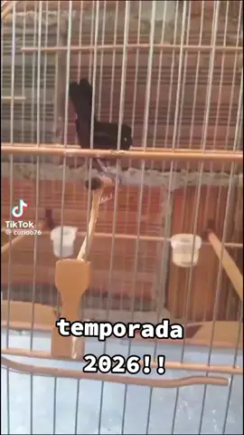 #curio #criarepreservar #selvagem 