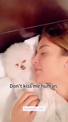 “Don’t kiss me human.”#pomeranian #pomeraniansoftiktok #dog #dogs #dogsoftiktok #funny #foryou #funnyvideos #viral #usa #fypシ #funnymoments #funnytiktok #fyp #cute 