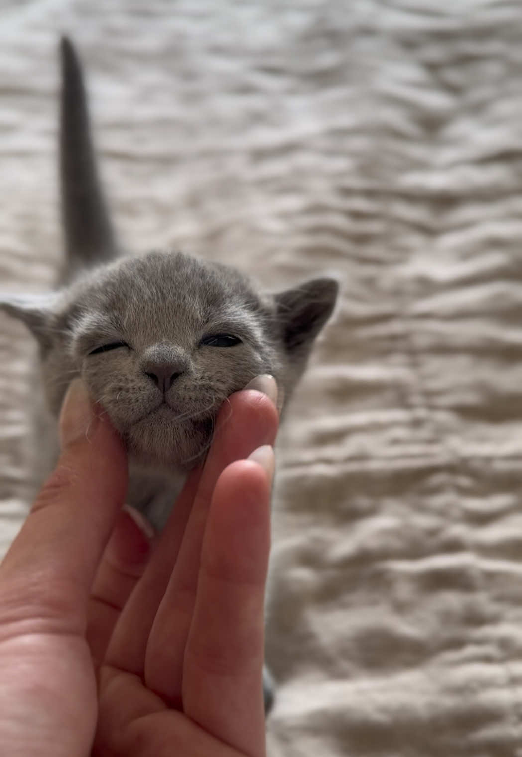 who else is weak for this face 🥹 🐾?  #animaltok #russianblue #babykittens #cutekitten #cutestbaby 
