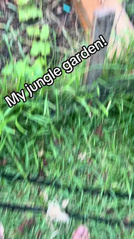 My jungle garden! #tiktok #viral #garden #pov #vegeta 