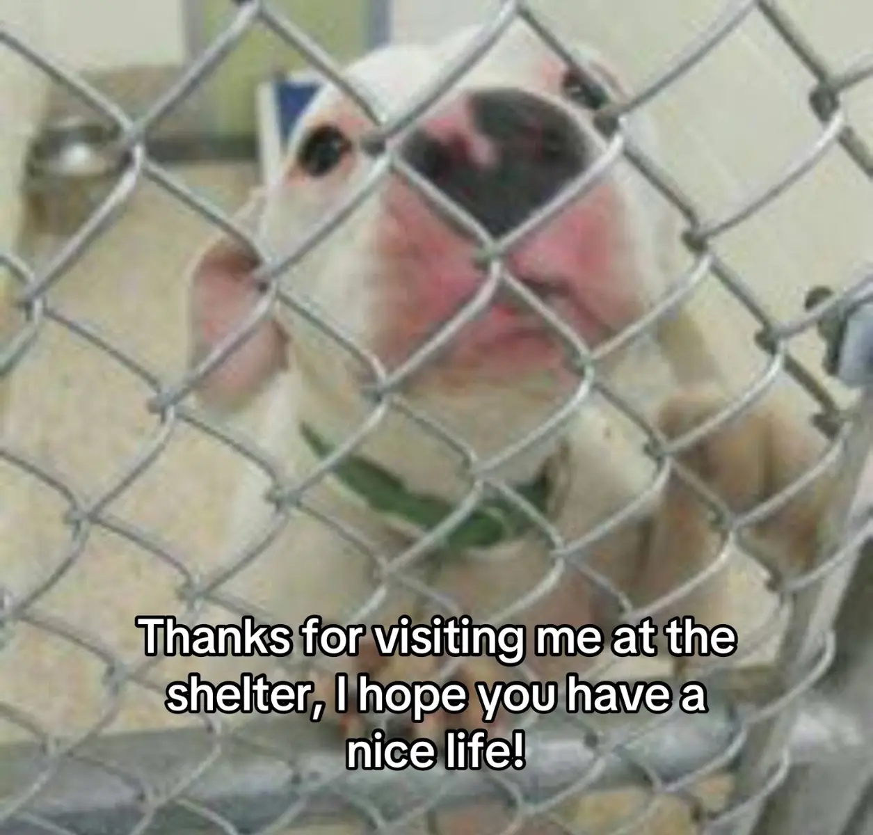 I miss my babygirl everyday…  until next time Love💔🥺  #trend #trending #PetsOfTikTok #pitbullsoftiktok #dogsoftiktok #petgrief #imissyou #lilyanna #fypシ゚viral #foryou 