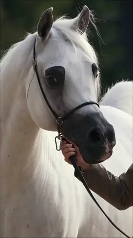 #horse #arbianhorse 