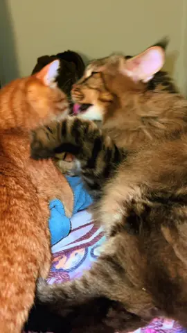 The love they have for each other 😭 #catsoftiktok #fyp #catok #fypage #fypシ゚ 