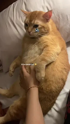#fyp #oyen #cat #kucing #catsoftiktok 
