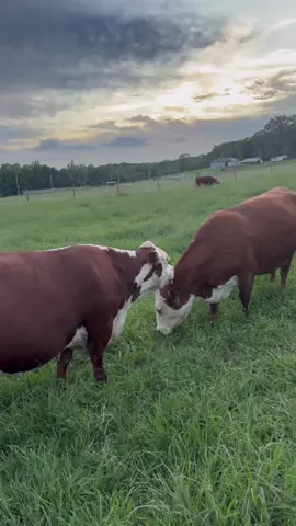 Another level of friendship I guess! #Cows #BestFriends