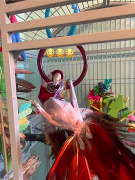 Way to show it all off, Mya. But, look at her acrobatic skills! #birdtok #cuteanimals #funnyanimals #birdsoftiktok #parrottok 