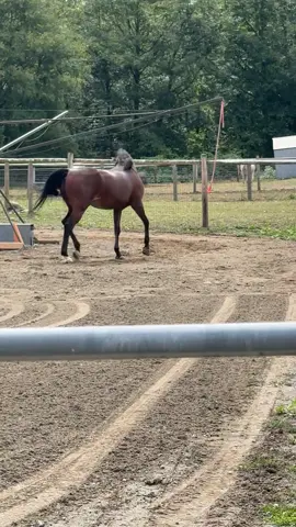 The smartest guy there ever was 🙃 #arabian #fyp #horse #dumb 