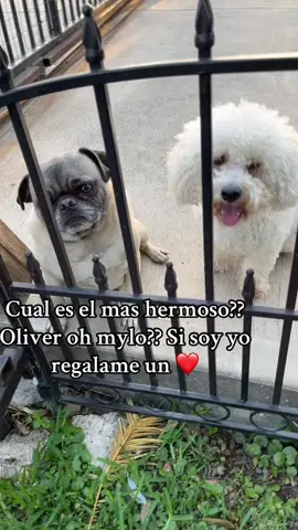 #oliver #tiktoker #fly 
