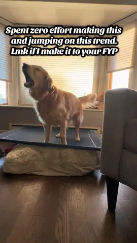 Let me know say hi#lowviews #fyp #dogs #goldenretriever #dogsoftiktok 
