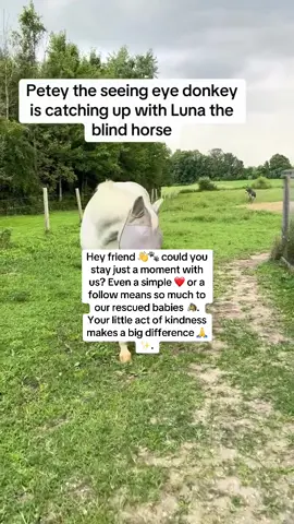 Petey rushed to help his friend Luna 🐾💔. Sweet Luna needs urgent eye surgery, and the vet has asked for £2000 to save her sight 🥹🙏. Please, friends, kindly share this post or pass it on to someone who can help. Together we can give Luna the special treatment she needs and the chance to see the world again ❤️🐴#DonkeyRescue #DonkeyLovers #AnimalRescue #SaveTheHorses #AnimalLove 