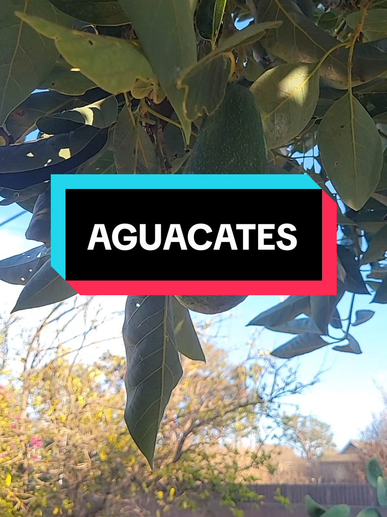 #FYP#AGUACATES