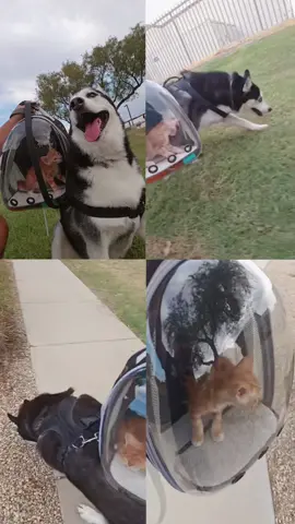 Best buds #husky #kitty #dogcat #orangekitty #huskysoftiktok 