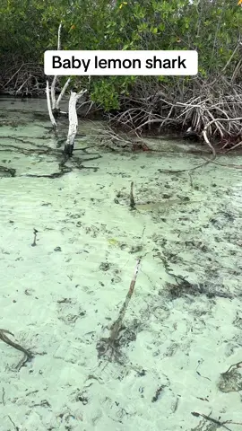 #keywest #shark #thingstodoinkeywest 