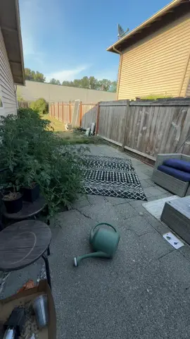 #gardening #garden #gardenproject #gardentok #gardenupdate 
