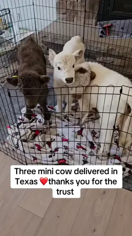Mini cow successfully delivered in Texas #minicow #unitedkingdom #minibrands #miniature #minihighland #minihighland #donkey 