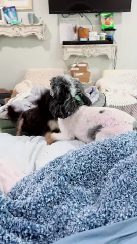 Second time ever Fifi being home without @✨Alexx✨ … We’re all accounted for , and Fifi is ruling the roost 🤗😂😂😂😎❤️❤️ #toypoodle #poodle #puppy 