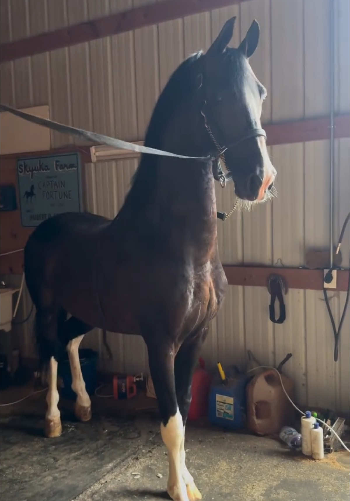 The 🇳🇱 👑 of Pearman Ranch  #NationalChampion #KWPN #ApprovedStallion #SaddleSeat #Showhorse #Equine #Equestrian #HorseLover #Import #PearmanRanch #BreedingStallion #Stud #HorsesOfInstagram  @thepearmanranch