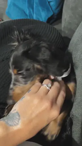 #moxietheminidoxie #puppy #cute #dogsoftiktok #dachshundsoftiktok 