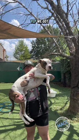 Meet MACC’s Knucklehead Honey.  Auggie is 3 years old and 57 lbs. You know what they say, the bigger the head, the bigger the heart. And let me tell you this boy is pure L O V E!  He is a sweet and gentle guy and he could defrost the coldest of hearts. He is gentle in playgroup but can have outbursts of the humps. 🤭. He would make a lovely addition to your family.  Auggie A445733 is a 3 year old 57 lbs mixed breed.  He is available at Metro Nashville Animal Care and Control is located at 5125 Harding Place Nashville TN 37211. They are open 7 days a week 12-4 Thursday 12-6. #fyp #dogsoftiktok #whatsthisthen 